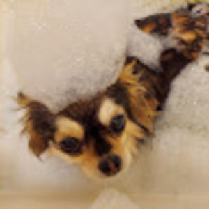 Meet your Posher, Boswell